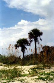 10-FOLLY BEACH DUNES & PALMS