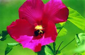 19-HIBISCUS & BEE