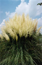 39-PAMPAS GRASS & CLOUDS