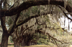 42-LIVE OAKS & SPANISH MOSS(H)