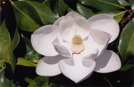 50-WHITE MAGNOLIA