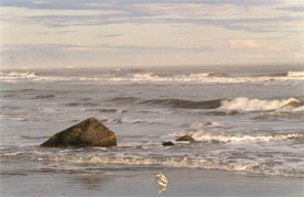 59-BEACH ROCKS AND SANDERLINGS