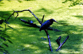 6-GREEN HERON