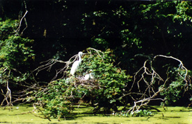 7-EGRET ON NEST(MG)