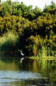 8-EGRET REFLECTION