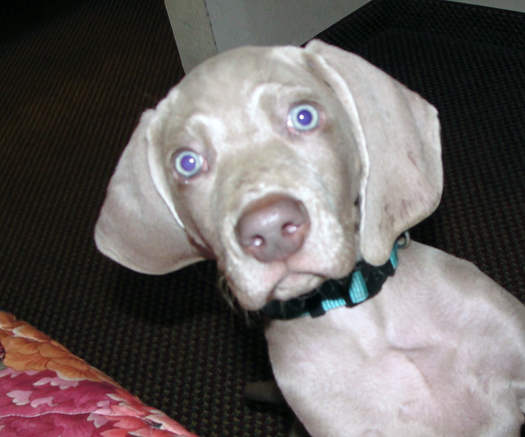 weimaraner breeders near me